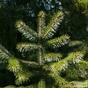 Picea brachytyla -- Sargent-Fichte